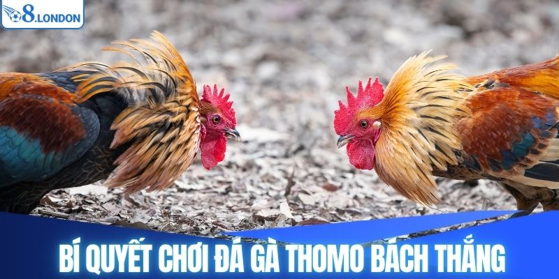 Bí quyết chơi đá gà Thomo bách thắng
