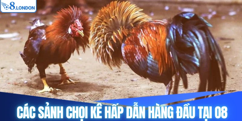 Các sảnh chọi kê hấp dẫn hàng đầu tại O8