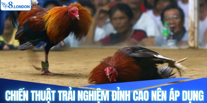 Chiến thuật trải nghiệm đỉnh cao nên áp dụng