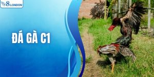 Đá Gà C1 - Luật Chơi, Cách Cá Cược Hiệu Quả Cho Tân Thủ O8