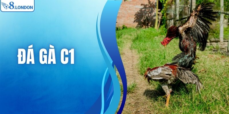 Đá Gà C1 - Luật Chơi, Cách Cá Cược Hiệu Quả Cho Tân Thủ O8