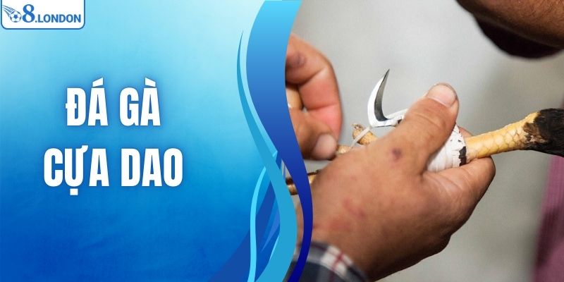 Đá Gà Cựa Dao - Mẹo Chơi Cá Cược Hiệu Quả Cho Tân Thủ O8
