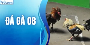 Đá Gà O8 - Thiên Đường Chọi Kê Online Uy Tín Số 1 Việt Nam