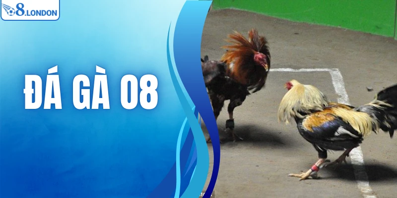 Đá Gà O8 - Thiên Đường Chọi Kê Online Uy Tín Số 1 Việt Nam