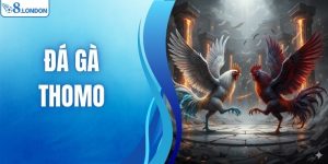 Đá Gà Thomo - Kinh Nghiệm Cá Cược Bách Thắng Từ O8