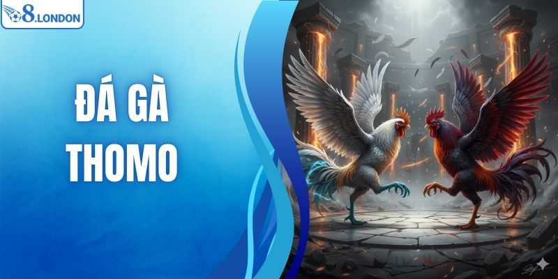Đá Gà Thomo - Kinh Nghiệm Cá Cược Bách Thắng Từ O8