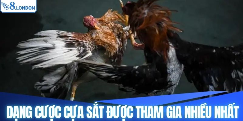 Dạng cược chọi kê cựa sắt được tham gia nhiều nhất