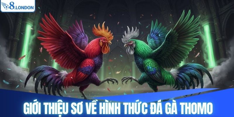 Giới thiệu sơ về hình thức đá gà Thomo