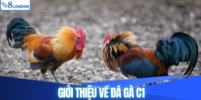 Giới thiệu về đá gà C1