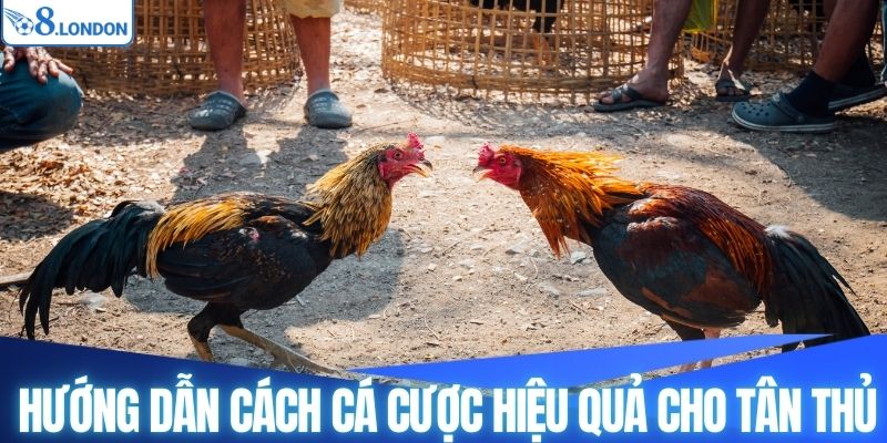 Hướng dẫn cách cá cược hiệu quả cho tân thủ