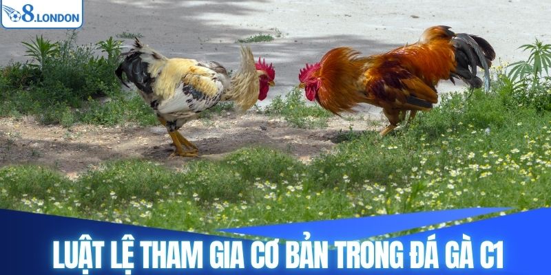 Luật lệ tham gia cơ bản trong đá gà C1