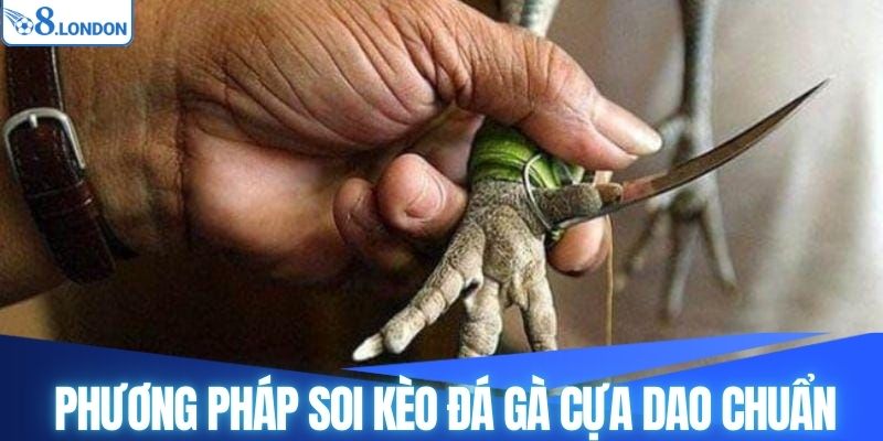 Phương pháp soi kèo đá gà cựa dao chuẩn cho bạn