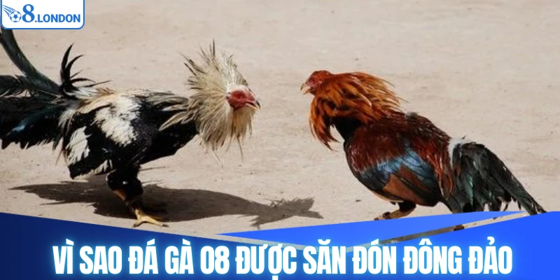 Vì sao đá gà O8 được săn đón đông đảo